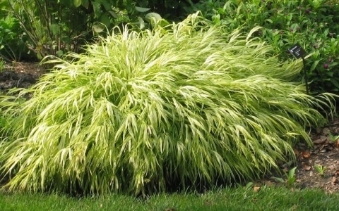Trawa bambusowa Hakonechloa ‘All Gold’ i ‘Aureola’