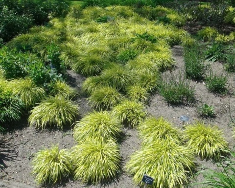 Trawa bambusowa Hakonechloa ‘All Gold’ i ‘Aureola’Trawa bambusowa Hakonechloa ‘All Gold’ i ‘Aureola’Trawa bambusowa Hakonechloa ‘All Gold’ i ‘Aureola’