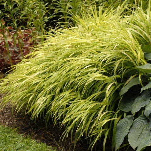 Trawa bambusowa Hakonechloa ‘All Gold’ i ‘Aureola’