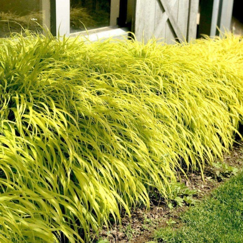 Trawa bambusowa Hakonechloa ‘All Gold’ i ‘Aureola’