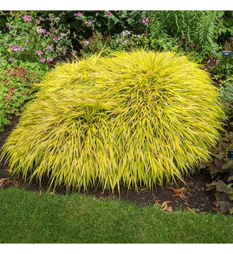 Trawa bambusowa Hakonechloa ‘All Gold’ i ‘Aureola’
