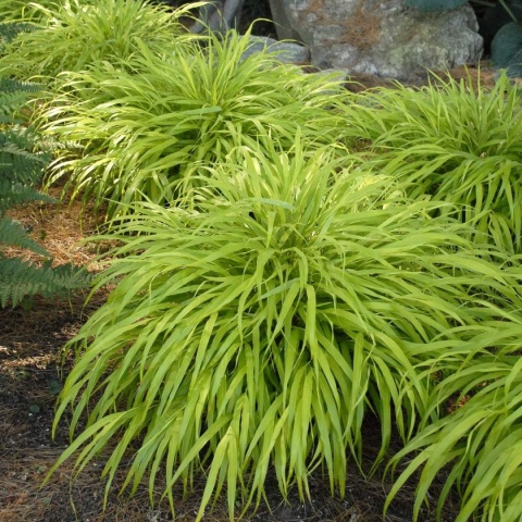 Trawa bambusowa Hakonechloa ‘All Gold’ i ‘Aureola’