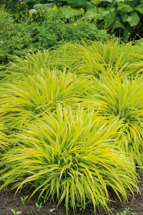 Trawa bambusowa Hakonechloa ‘All Gold’ i ‘Aureola’