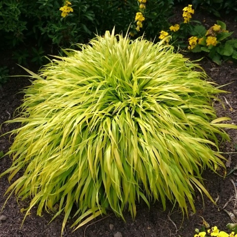 Trawa bambusowa Hakonechloa ‘All Gold’ i ‘Aureola’