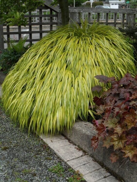 Trawa bambusowa Hakonechloa ‘All Gold’ i ‘Aureola’