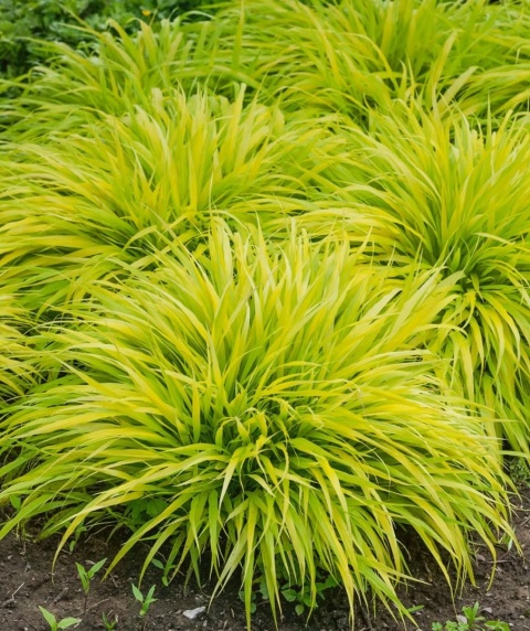 Trawa bambusowa Hakonechloa ‘All Gold’ i ‘Aureola’