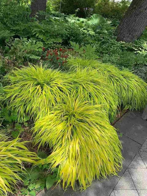 Trawa bambusowa Hakonechloa ‘All Gold’ i ‘Aureola’