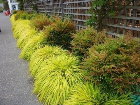 Trawa bambusowa Hakonechloa ‘All Gold’ i ‘Aureola’