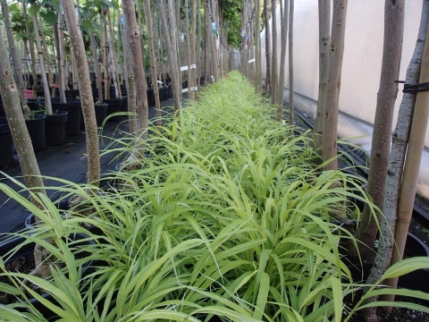 Sadzonki Trawa bambusowa Hakonechloa ‘All Gold’ i ‘Aureola’