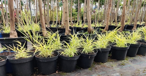 Sadzonki Trawa bambusowa Hakonechloa ‘All Gold’ i ‘Aureola’