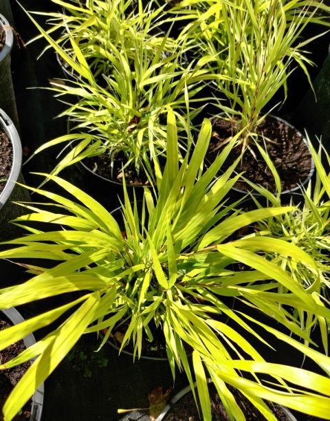 Sadzonki Trawa bambusowa Hakonechloa ‘All Gold’ i ‘Aureola’