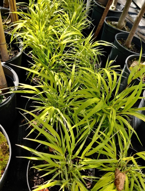 Sadzonki Trawa bambusowa Hakonechloa ‘All Gold’ i ‘Aureola’