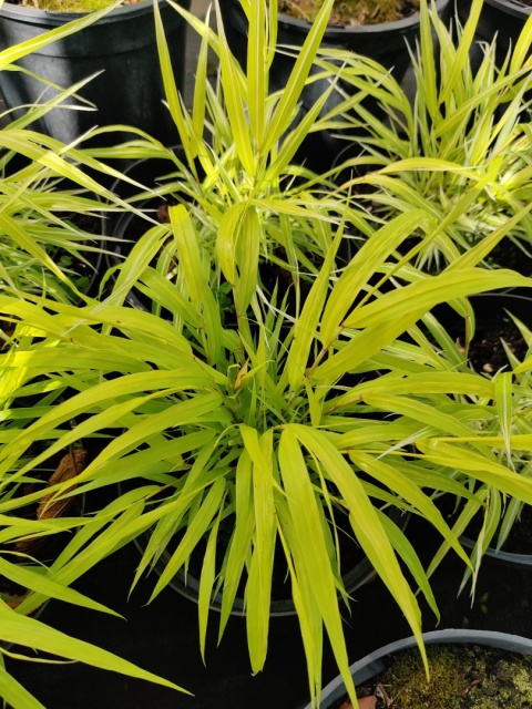 Sadzonki Trawa bambusowa Hakonechloa ‘All Gold’ i ‘Aureola’