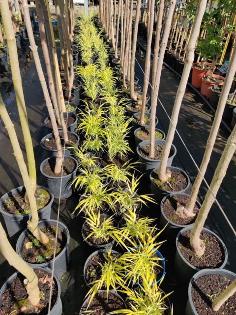 Sadzonki Trawa bambusowa Hakonechloa ‘All Gold’ i ‘Aureola’