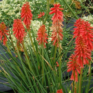 Trytoma ‘Redhot Popsicle’