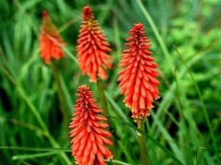 Trytoma ‘Redhot Popsicle’