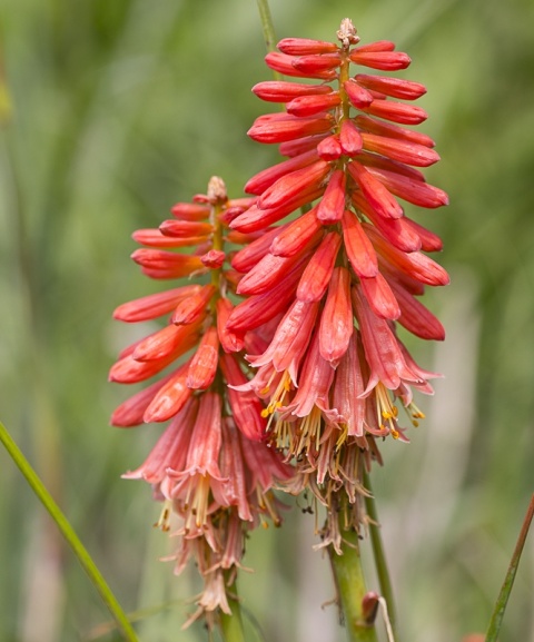 Trytoma ‘Redhot Popsicle’