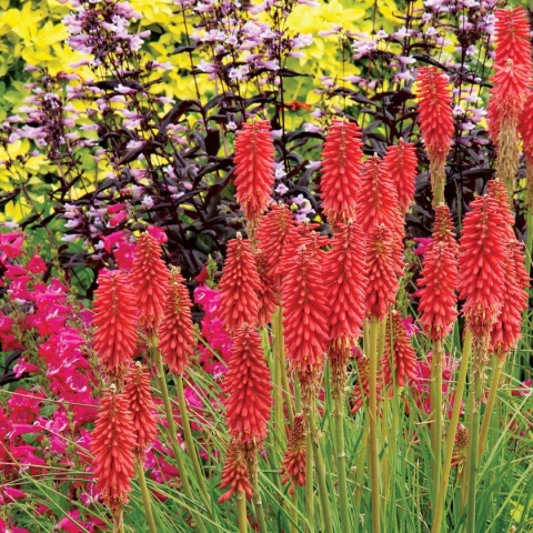 Trytoma ‘Redhot Popsicle’