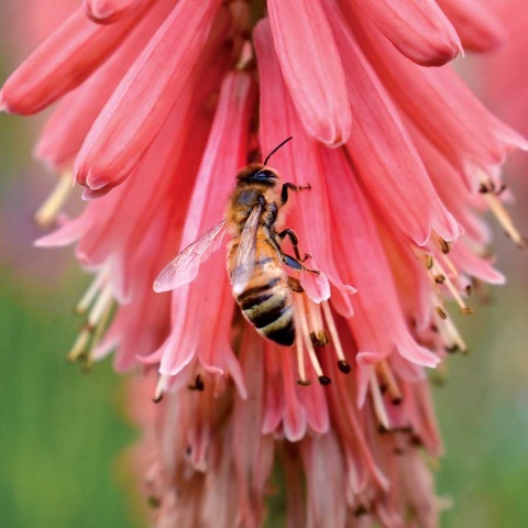 Trytoma ‘Redhot Popsicle’
