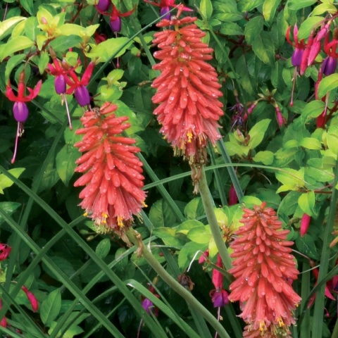 Trytoma ‘Redhot Popsicle’