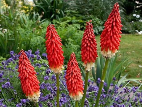 Trytoma ‘Redhot Popsicle’