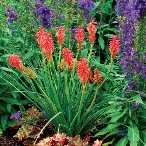 Trytoma ‘Redhot Popsicle’