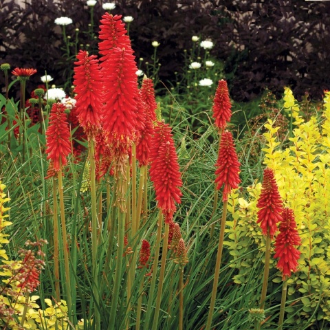 Trytoma ‘Redhot Popsicle’
