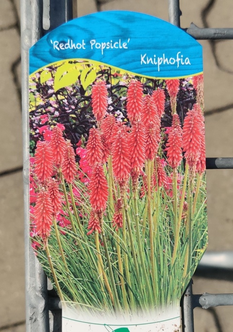 Sadzonki Trytoma ‘Redhot Popsicle’