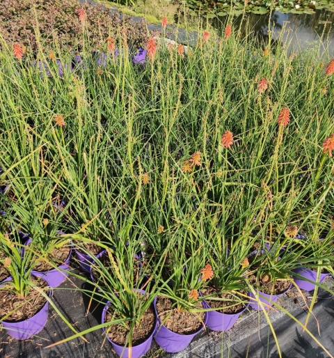 Sadzonki Trytoma ‘Redhot Popsicle’