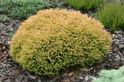 Tuja ‘Golden Tuffet’