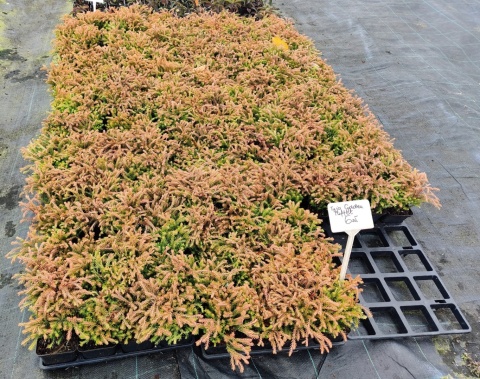 Sadzonki Tuja ‘Golden Tuffet’