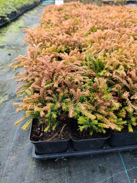 Sadzonki Tuja ‘Golden Tuffet’