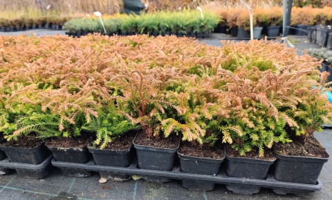Sadzonki Tuja ‘Golden Tuffet’