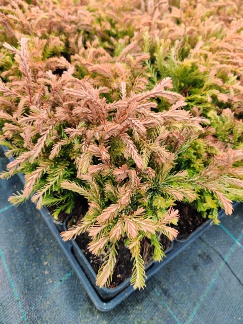 Sadzonki Tuja ‘Golden Tuffet’