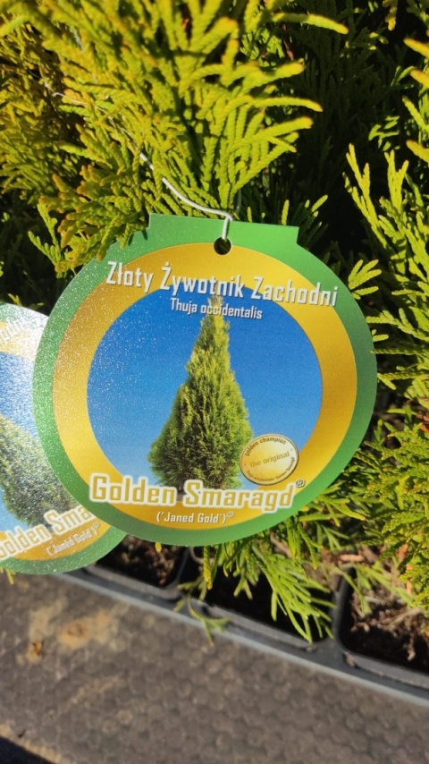 Sadzonki Tuja ‘Janed Gold’