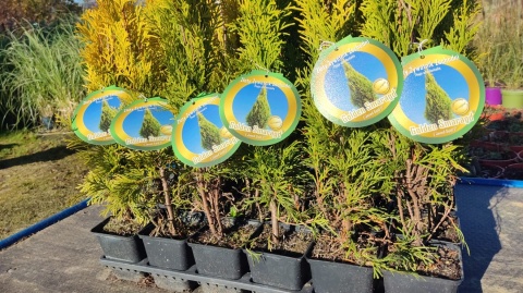 Sadzonki Tuja ‘Janed Gold’