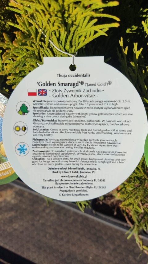 Sadzonki Tuja ‘Janed Gold’