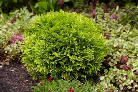 Tuja ‘Mirjam’
