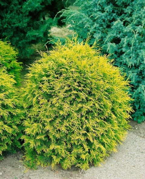 Tuja ‘Mirjam’