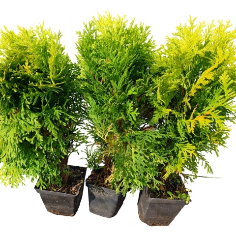 Sadzonki Tuja ‘Mirjam’
