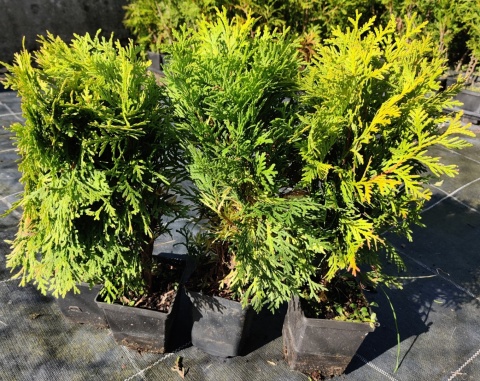 Sadzonki Tuja ‘Mirjam’