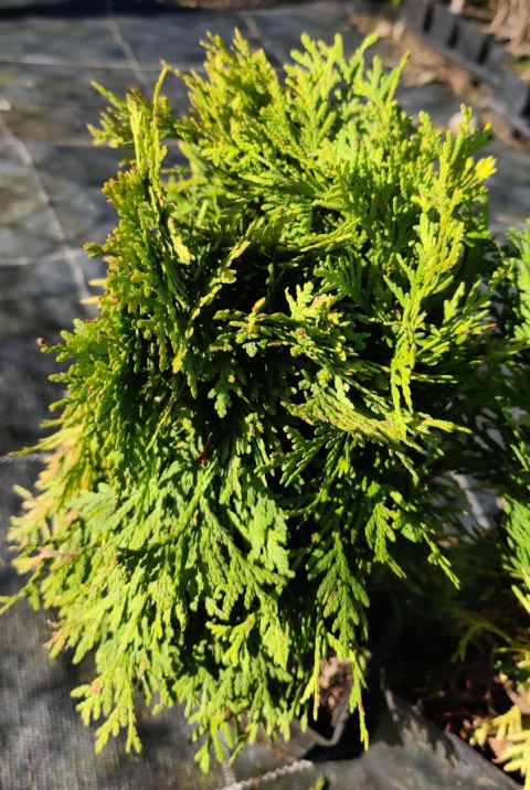 Sadzonki Tuja ‘Mirjam’