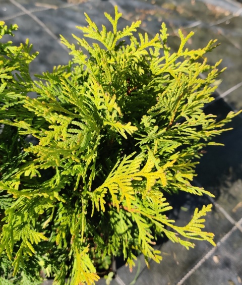 Sadzonki Tuja ‘Mirjam’