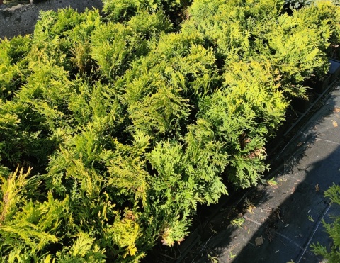 Sadzonki Tuja ‘Mirjam’