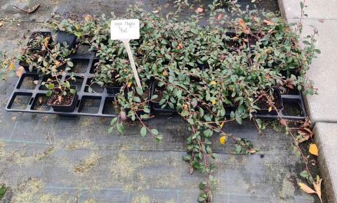 Sadzonki Irga Dammera ‘Major’