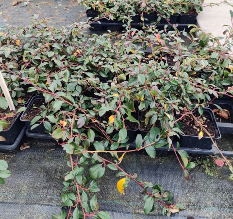 Sadzonki Irga Dammera ‘Major’