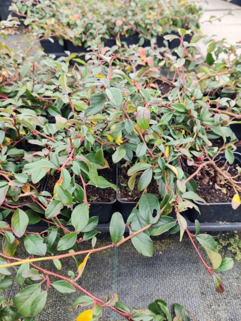 Sadzonki Irga Dammera ‘Major’