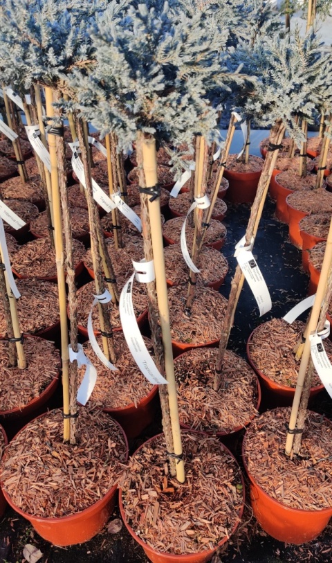 Sadzonki Jałowiec łuskowaty ‘Tropical Blue’ szczepiony na pniu