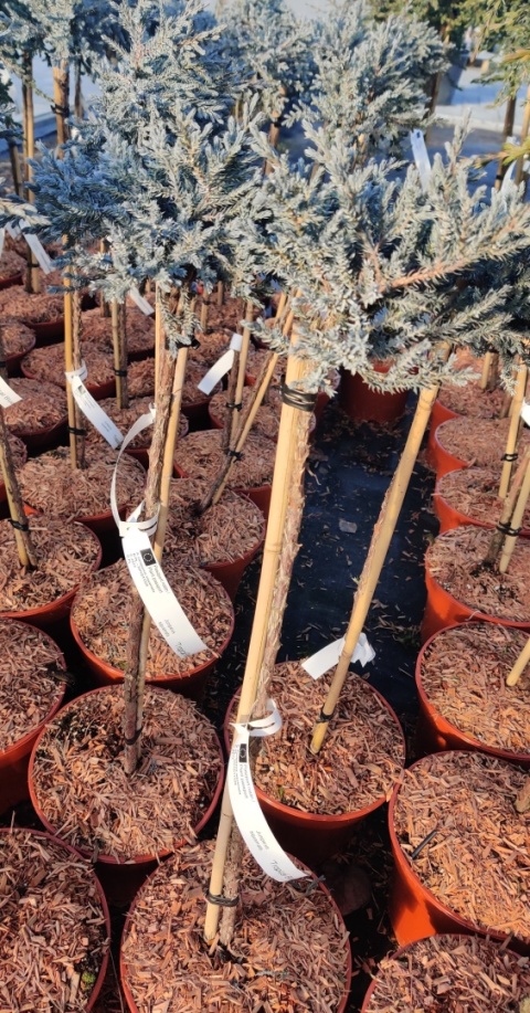 Sadzonki Jałowiec łuskowaty ‘Tropical Blue’ szczepiony na pniu