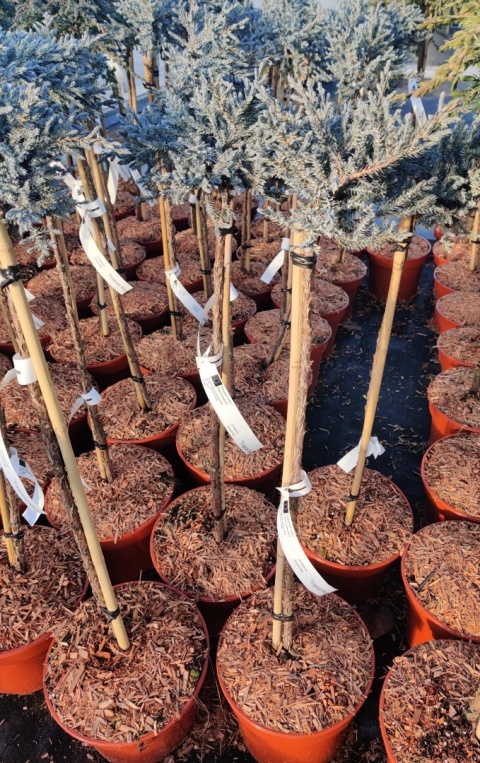 Sadzonki Jałowiec łuskowaty ‘Tropical Blue’ szczepiony na pniu